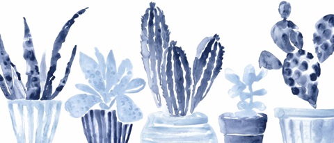 Indigo Succulent Collection D