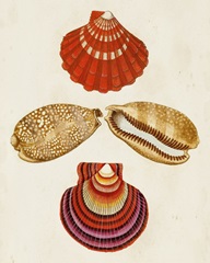 Knorr Shells II