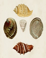 Knorr Shells IV