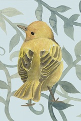 Little Bird Collection F