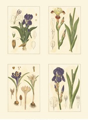 Miniature Botanicals I