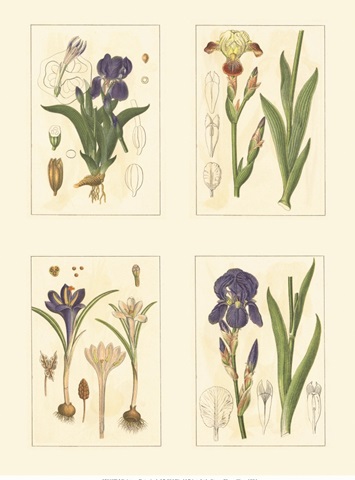 Miniature Botanicals I