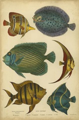 Non-Emb. Goldsmith's Spinous Fishes