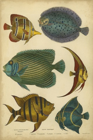 Non-Emb. Goldsmith's Spinous Fishes