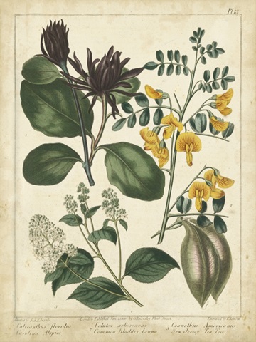 Non-Embellish Enchanted Garden I