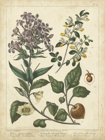 Non-Embellish Enchanted Garden II