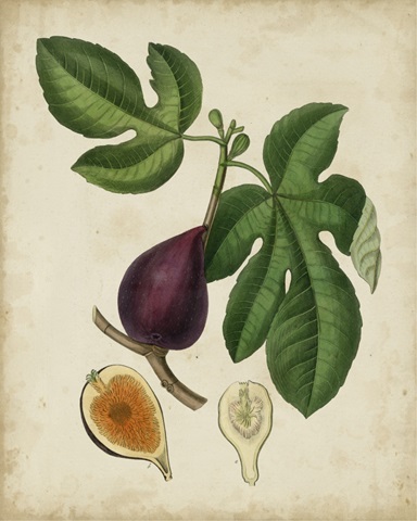 Non-Embellished Antique Fig Tree