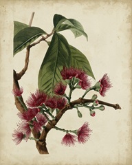 Non-Embellished Antique Fringe Tree