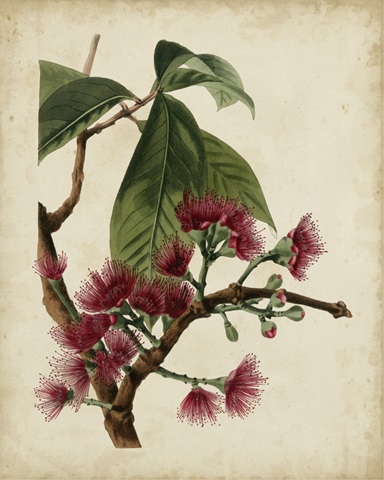 Non-Embellished Antique Fringe Tree