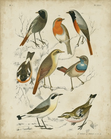 Non-Embellished Avian Gathering I