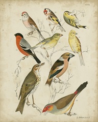 Non-Embellished Avian Gathering II