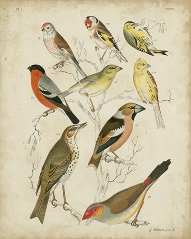 Non-Embellished Avian Gathering II