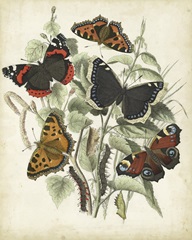 Non-Embellished Butterfly Haven I