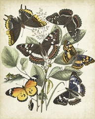 Non-Embellished Butterfly Haven II