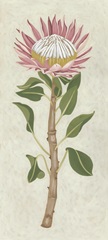 Non-Embellished Protea I