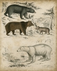 Non-Embellished Species of Bear
