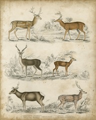 Non-Embellished Species of Deer