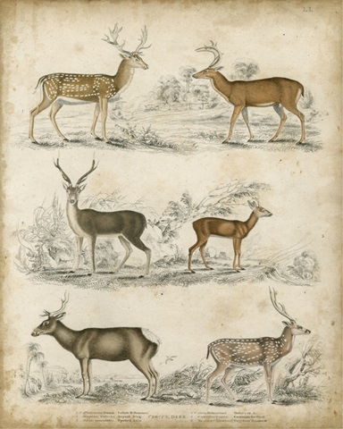 Non-Embellished Species of Deer