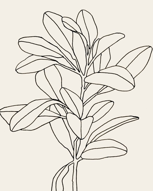 Olive Branch Contour II