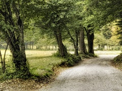 Path in the Country