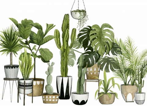 Plant Haven Collection A