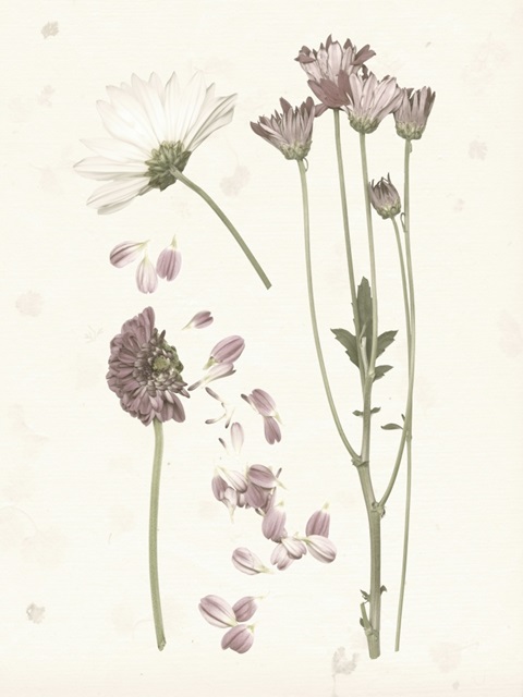 Pressed Blooms II