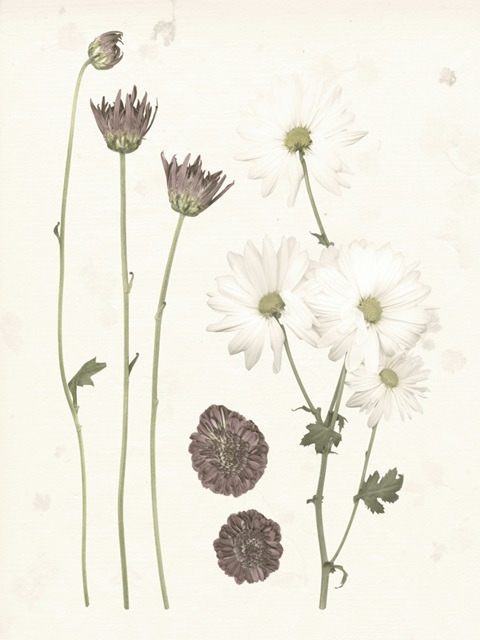 Pressed Blooms IV