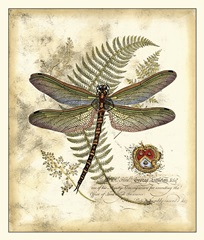 Regal Dragonfly I