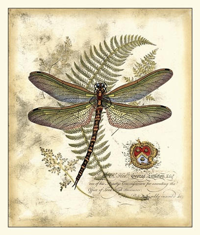 Regal Dragonfly I