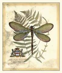 Regal Dragonfly II