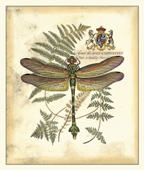 Regal Dragonfly III
