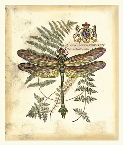 Regal Dragonfly III