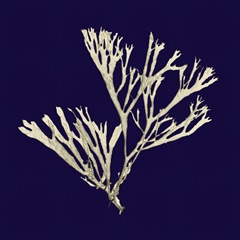 Seaweed on Navy II