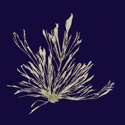 Seaweed on Navy III