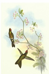 Single Gould Hummingbird I