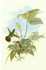 Single Gould Hummingbird II