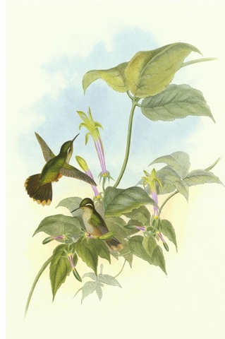 Single Gould Hummingbird II