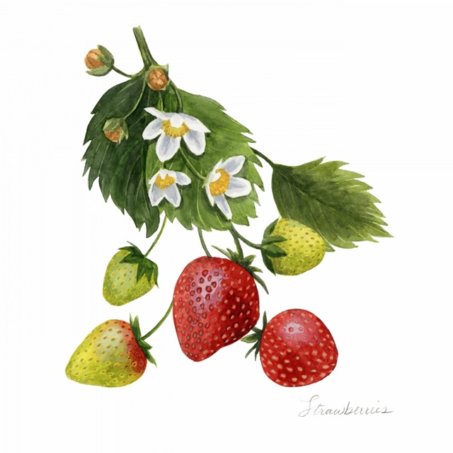 Strawberry Study I