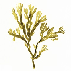 Suspended Seaweed I