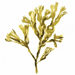 Suspended Seaweed II