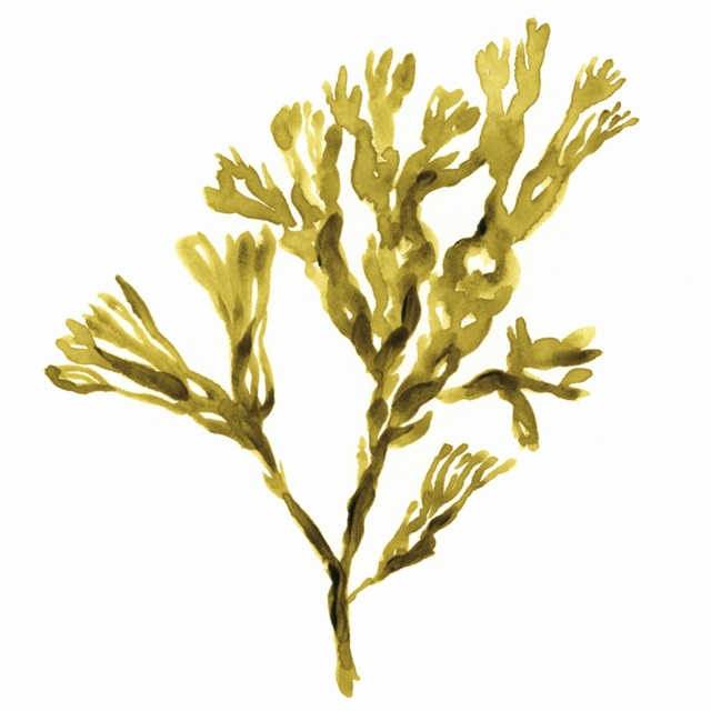 Suspended Seaweed II