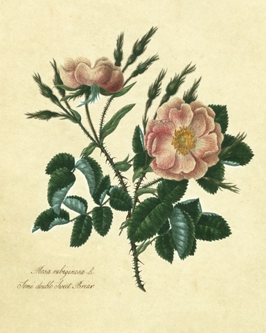 Sweet Briar Rose