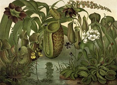Venus Fly Trap