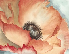 Watercolor Poppy II