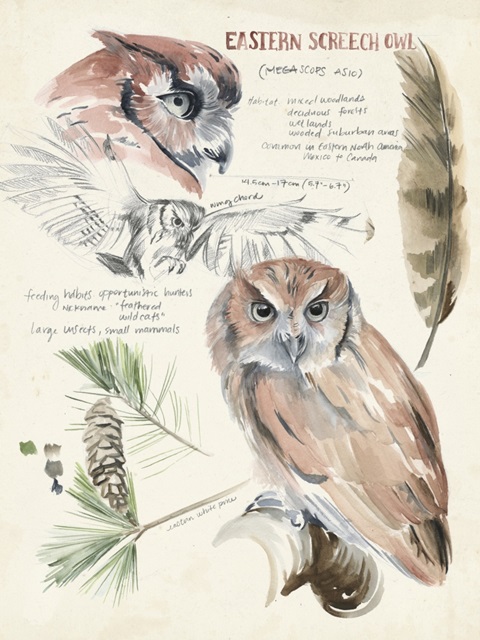 Wildlife Journals I