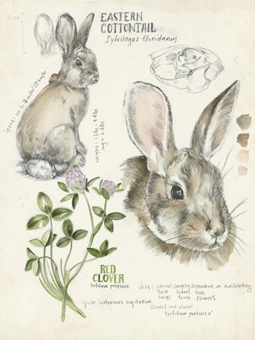 Wildlife Journals II