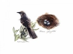 Bird and Nest Study I