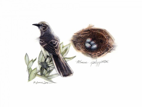 Bird and Nest Study I