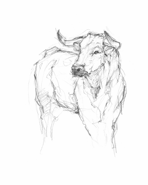 Bull Study I