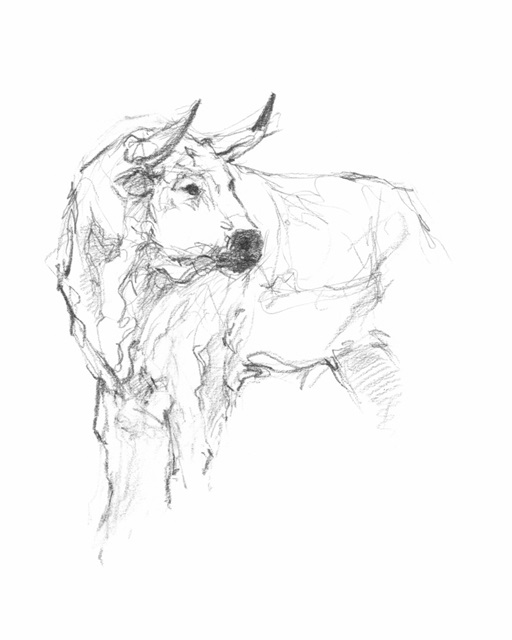 Bull Study II